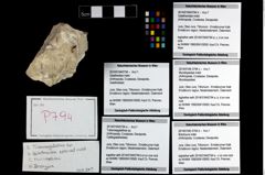 Foto (Objekt + Etikett) von Galatheoidea indet.  (NHMW-GEO-2014-0194-0794b)